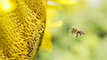 Honigbiene und Bienenschutz von BASF Agricultural Solutions Deutschland.